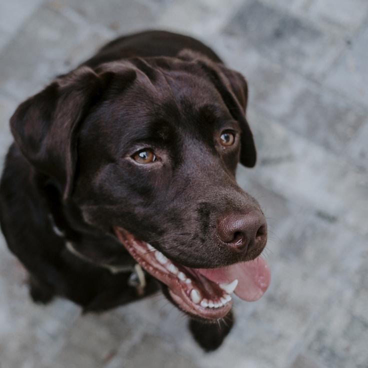 Portrait of Rahul Iyer meditation instructor
